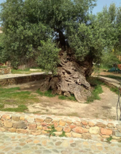 Cutting olive branch