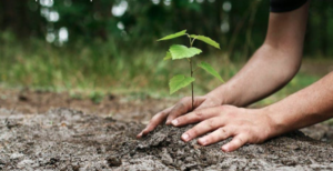 Tree PLanting